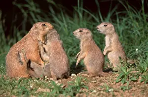 Black-tailed prairie dogs (Cynomys ludovicianus)
