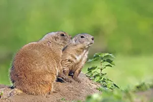 Black-tailed Prairie Dogs (Cynomys ludovicianus)