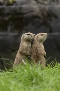 Black-tailed prairie dogs (Cynomys ludovicianus)