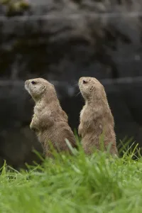 Black-tailed prairie dogs (Cynomys ludovicianus)