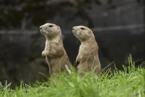 Black-tailed prairie dogs (Cynomys ludovicianus)