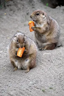 Black-tailed Prairie Dogs (Cynomys ludovicianus) nibble on carrot