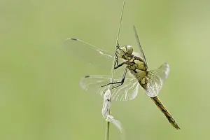 Black-tailed skimmer (Orthetrum cancellatum)