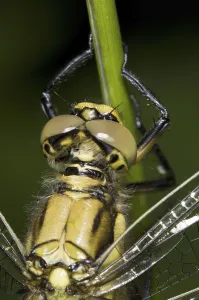Black-tailed skimmer (Orthetrum cancellatum)