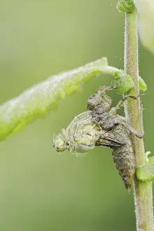 Black-tailed Skimmer (Orthetrum cancellatum)