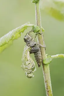 Black-tailed Skimmer (Orthetrum cancellatum)