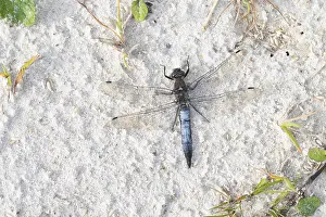 Black-tailed skimmer (Orthetrum cancellatum)