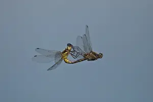 Black-tailed Skimmer, Orthetrum cancellatum