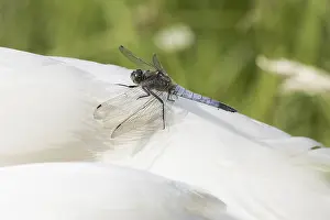 Black-tailed Skimmer (Orthetrum cancellatum)
