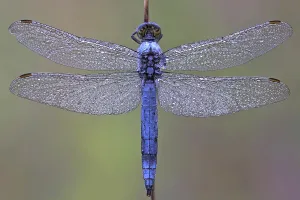 Black-tailed skimmer (Orthetrum cancellatum)