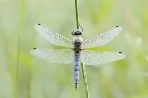 Black-tailed Skimmer (Orthetrum cancellatum)