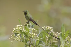 Black-tailed Trainbearer (Lesbia victoriae) male perched on a branch
