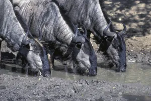 Black-tailed Wildebeest (Connochaetes taurinus)