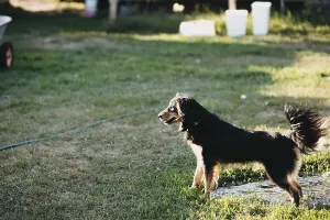 A black and tan dog standing on grass in sunlight