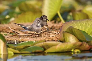 Black Tern