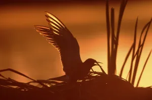 Black tern, calling, at nest at sunrise