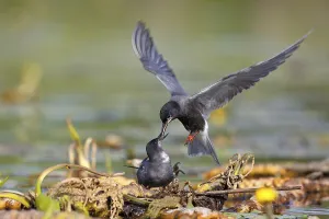 Black tern (Chlidonias niger), courtship feeding