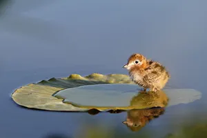 Black tern (Chlidonias niger), six day old chick standing on a water lily leaf