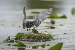 Black Tern (Chlidonias niger) feeding of juvenile