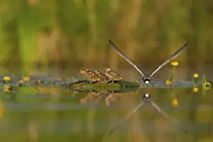 Black Tern (Chlidonias niger) feeding of juvenile