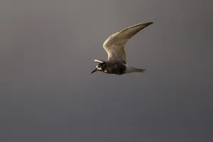 Black Tern (Chlidonias niger) in flight
