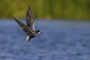 Category Historic EN Prints: Black Tern (Chlidonias niger), in flight