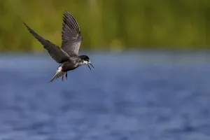 Category Historic EN Prints: Black Tern (Chlidonias niger), in flight