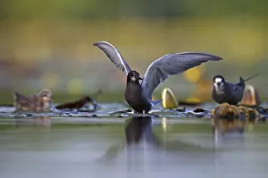 Black tern (Chlidonias niger) with young bird on lily pads