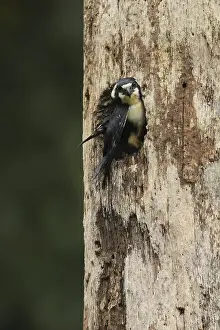 Black-thighed Falconet (Microhierax fringillarius) at nesting hole