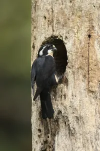 Black-thighed Falconet (Microhierax fringillarius) at nesting hole