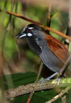 Black-throated Babbler (Stachyris nigricollis) adult