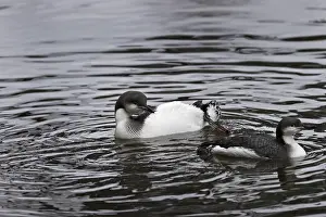 Black-throated loon, Gavia arctica