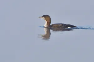 Black-throated loon in winter in saxon