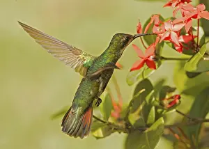 Black-throated Mango (Anthracothorax nigricollis)