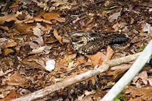Black-throated Nightjar, Black-throated Nightjar