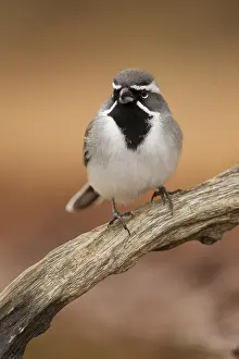 Black-throated Sparrow (Amphispiza bilineata)
