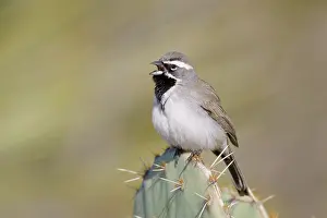 Black-throated Sparrow (Amphispiza bilineata)