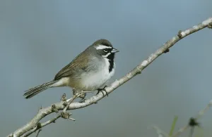 Black-throated Sparrow (Amphispiza bilineata)