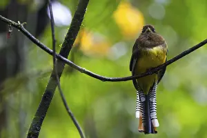 Black-throated Trogon (Trogon rufus)