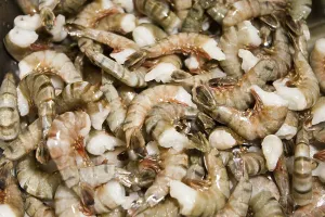 Black Tiger Prawns (Penaeus monodon)