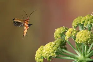 Black-tipped Soldier Beetle, Red-yellow soft-bodied beetle (Rhagonycha fulva)