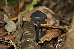 Black toadstool, West Coast, South Island
