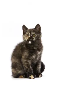 Black tortie British shorthair domestic cat