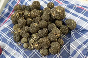 Black Truffle, Truffle Fair, Alba County