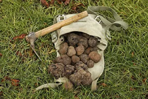 Black truffle (tuber melanosporum)