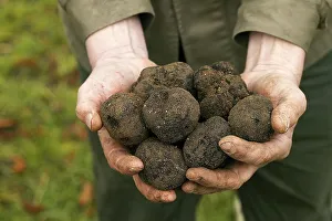 Black truffle (tuber melanosporum)