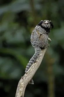 Black-tufted marmoset (Callithrix penicillata)