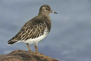 Black Turnstone (Arenaria melanocephala)