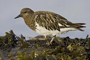 Black Turnstone (Arenaria melanocephala)