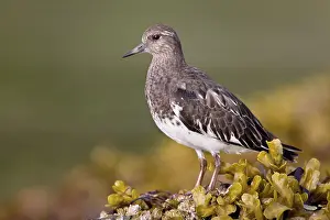Black Turnstone (Arenaria melanocephala)